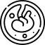 7. Embryo transfer